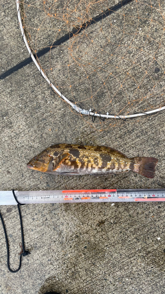 梅雨前の波止フカセ