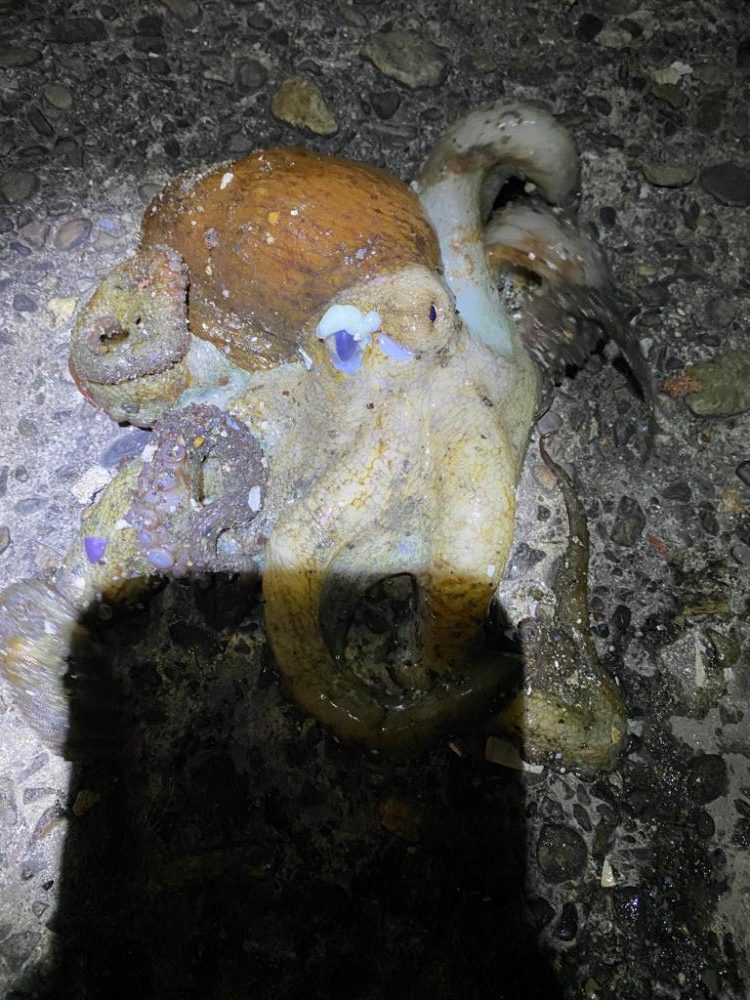 念願のキロアップ!!!