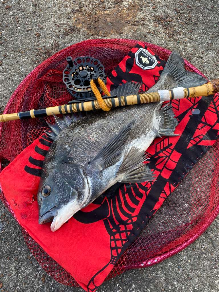 ヘチって来ました