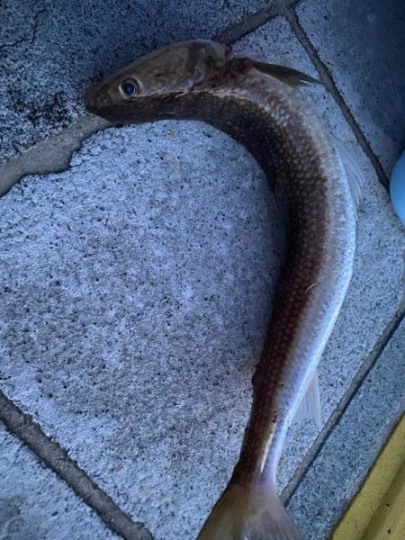 相変わらずの釣果