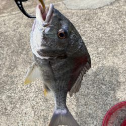 ヘチってきました