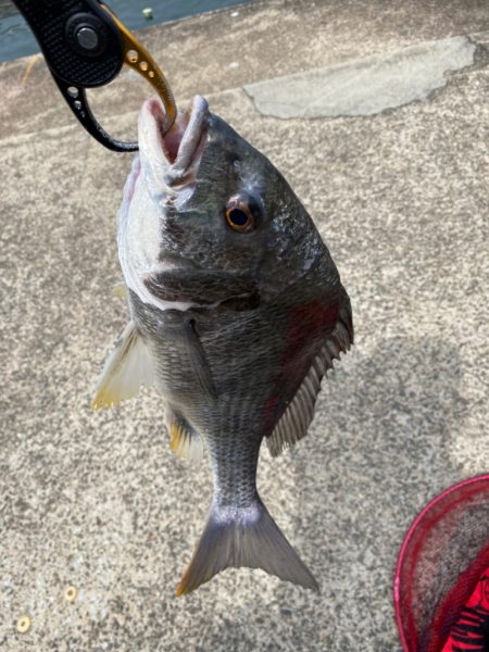 ヘチってきました