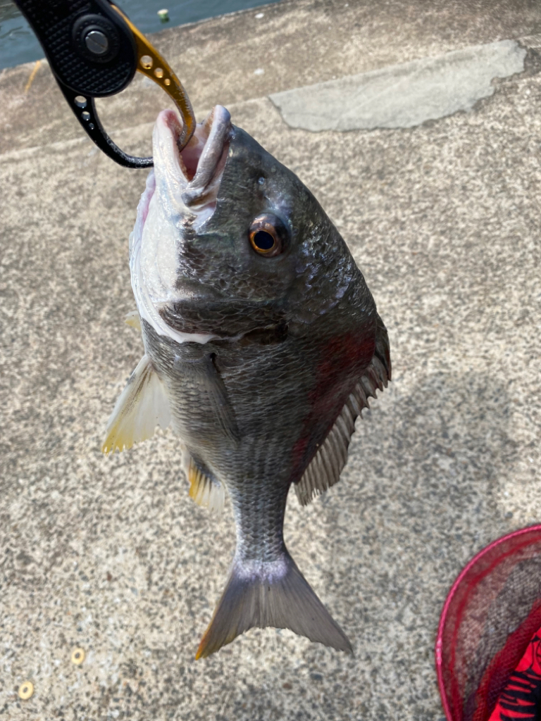 ヘチってきました