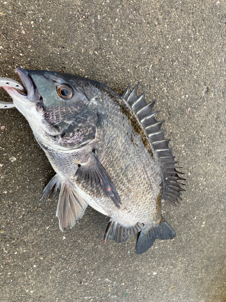 雨の日にチヌ乱舞