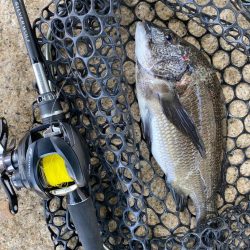 チニング  なんか最近難しい