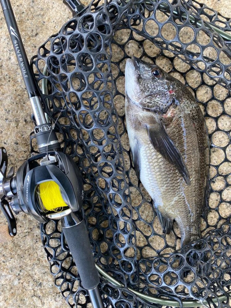 チニング なんか最近難しい