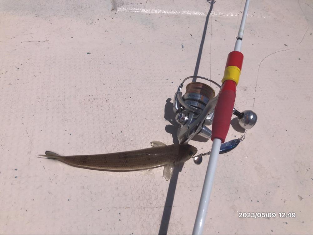 5/9 橘湾〜伊島ジギング&タイラバ