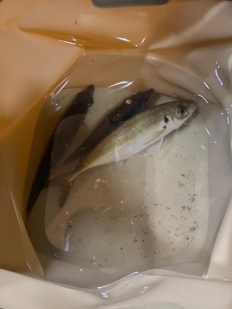 アジング ①or②?