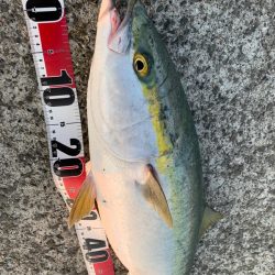 初７０センチ越え！