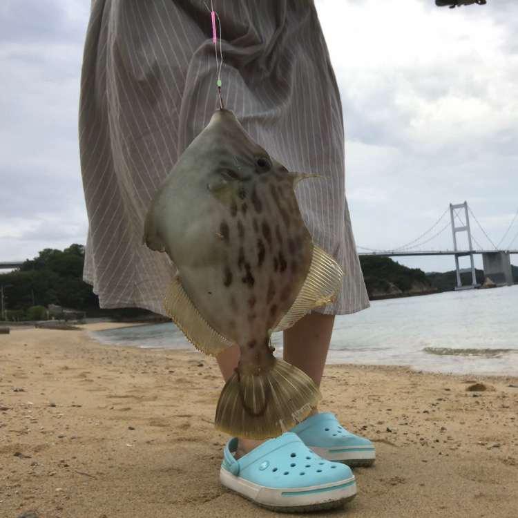 大島投げカワハギ | 愛媛 大島(愛媛県) 投げ釣り カワハギ | 陸っぱり 釣り・魚釣り | 釣果情報サイト カンパリ