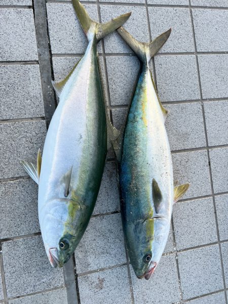 引きの強い青物さん