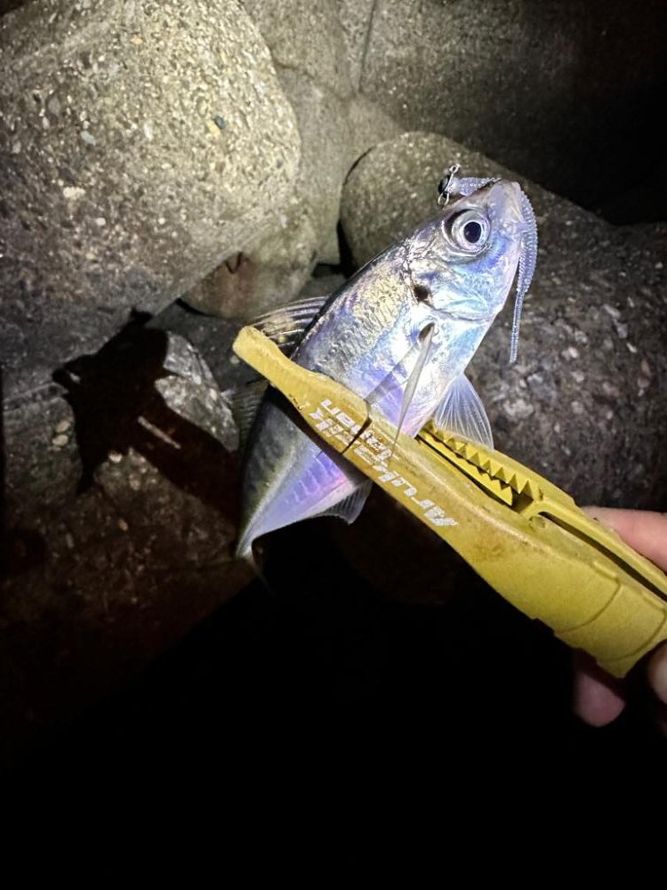 強風の中のアジング