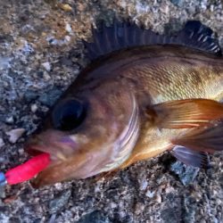 久しぶりの朝まづめ