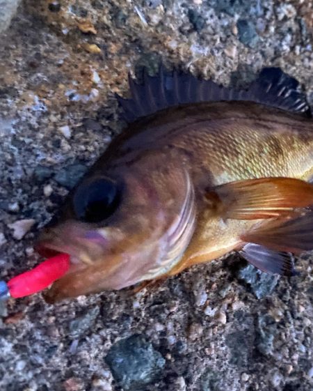 久しぶりの朝まづめ