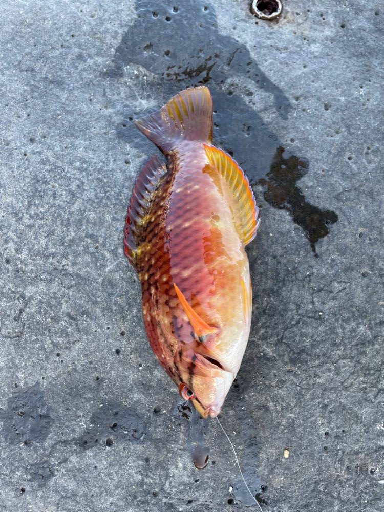 イサキ調査、釣れず、