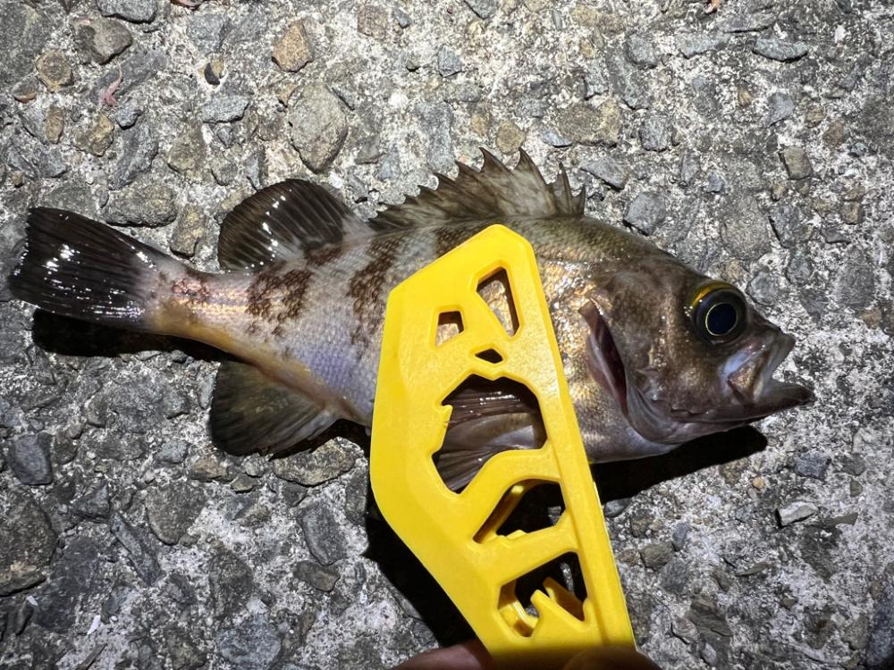 鯵を探して三千里 Vol.42