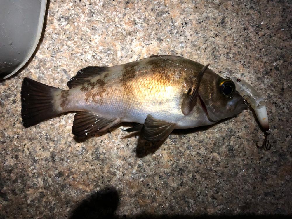 午前様からのメバリング