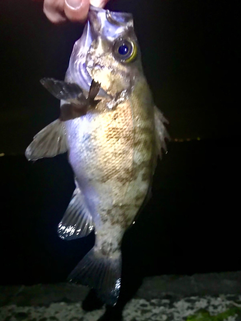 フロートメバリング