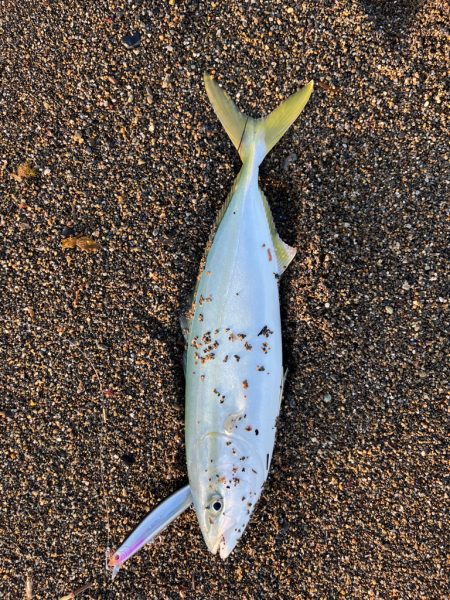 カタクチパーティー