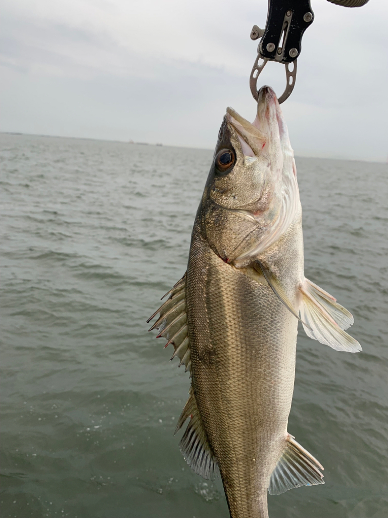 夕マヅメシーバス