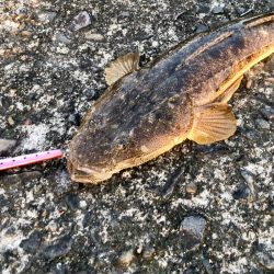 型はまだ（マゴチ）