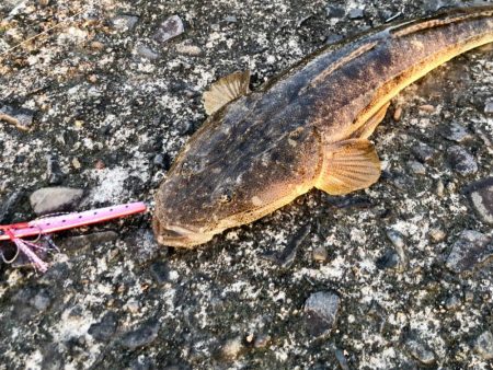 型はまだ（マゴチ）