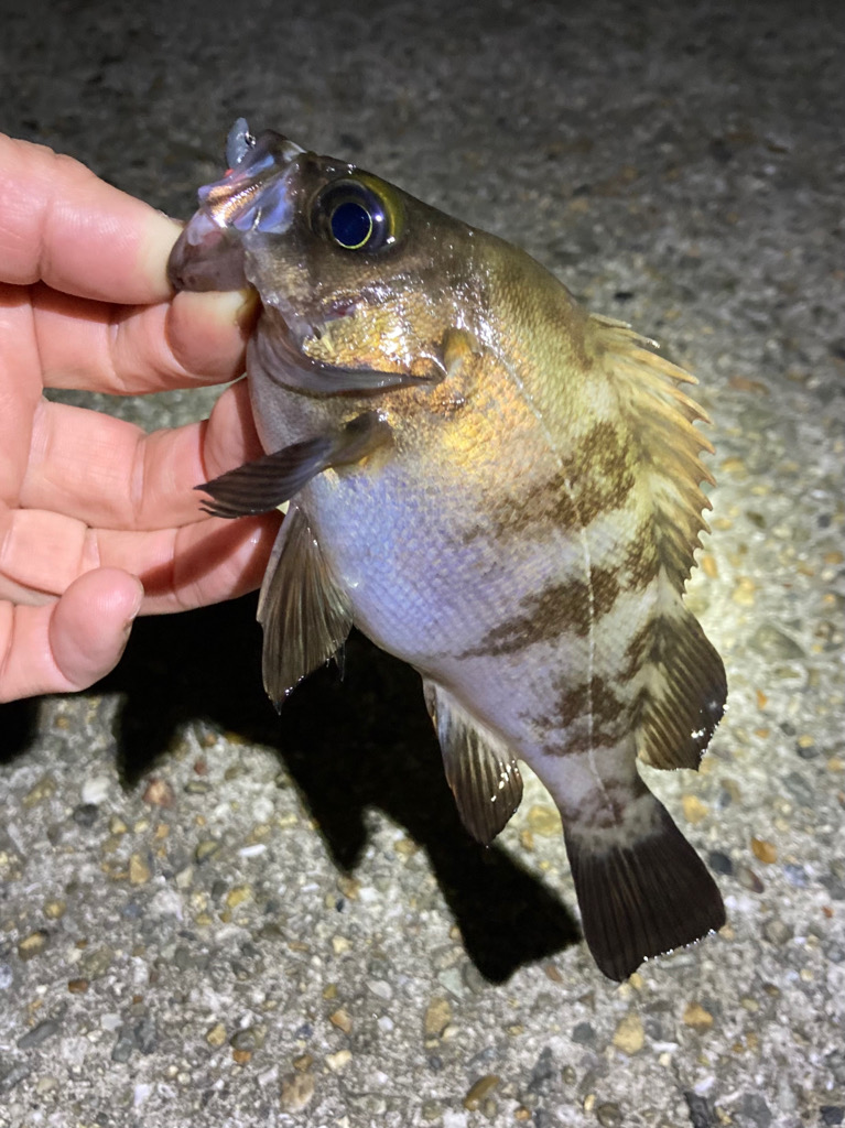 GWはメバリング