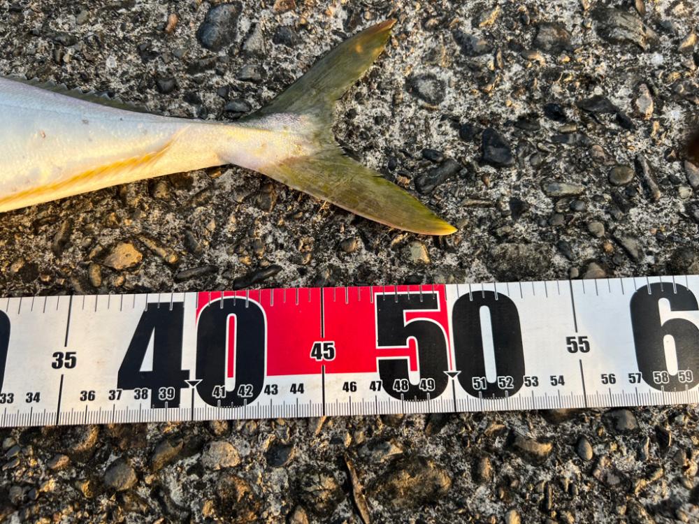 ポッパー不発もジグ高速巻きで！