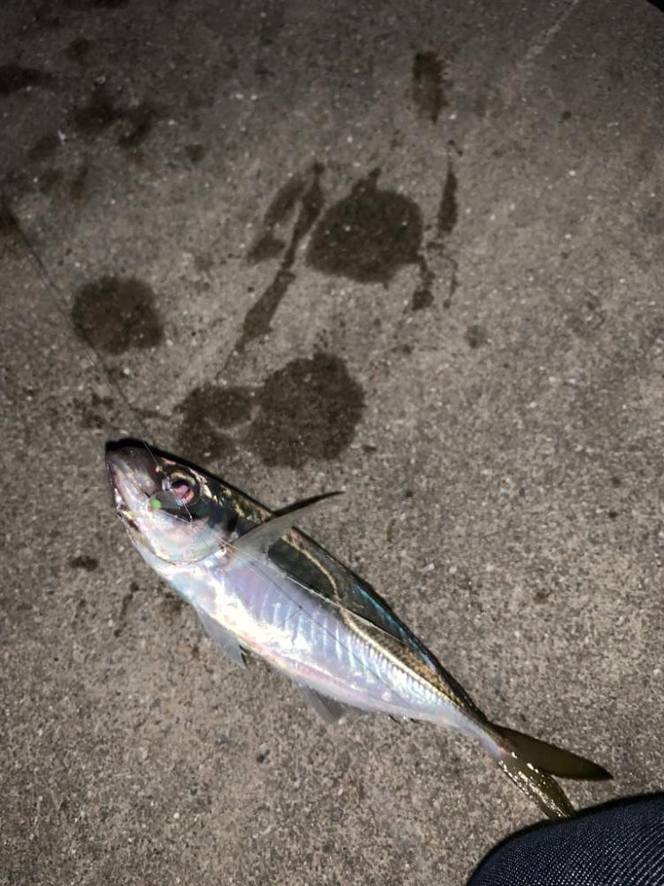 今年初のショアジギング！