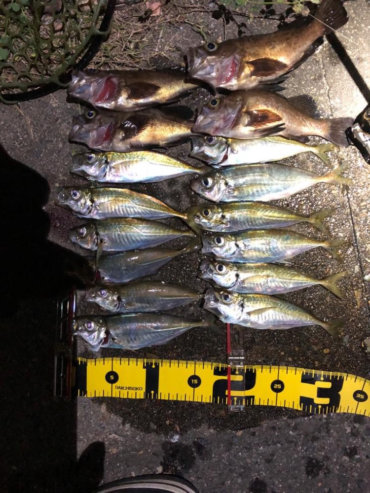 アジングシーズン到来!