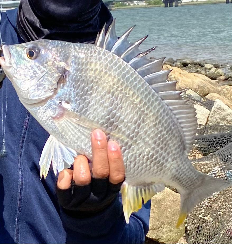 チニング 淀川 塚本