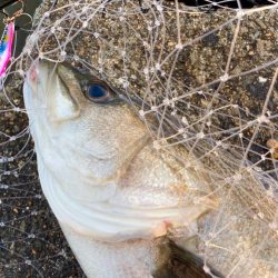 フリフリバイブでシーバスゲットにゃ！