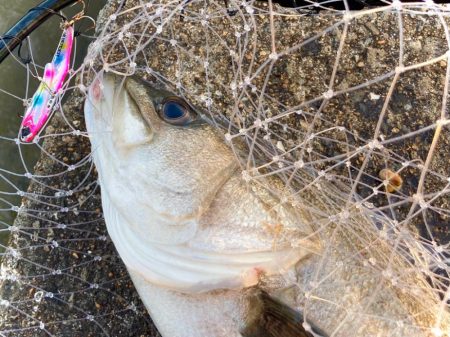 フリフリバイブでシーバスゲットにゃ！