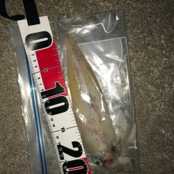 貪欲なケンサキ