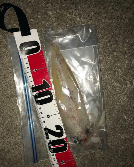 貪欲なケンサキ