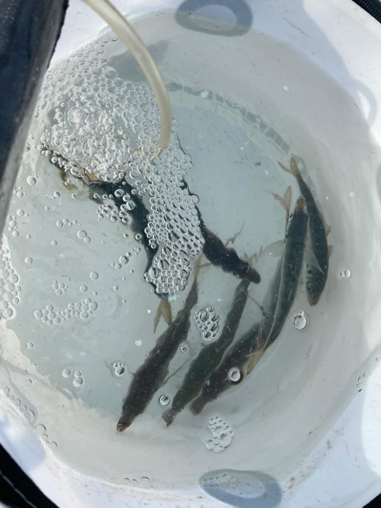 アジが連発‼️