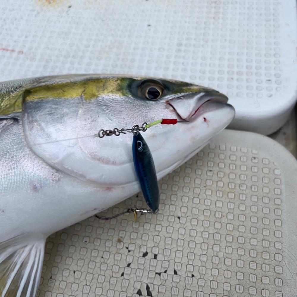 ハマチ/キャスティング