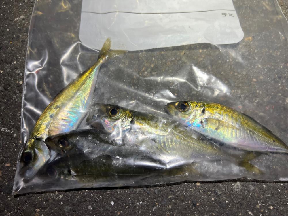 鯵を探して三千里 Vol.43