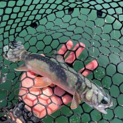 初の然別湖グレートフィッシング！