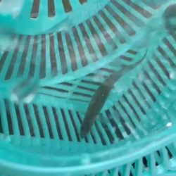 ペン竿フィッシング