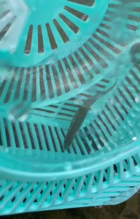 ペン竿フィッシング