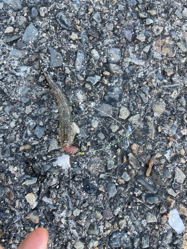 今年初のキス釣り