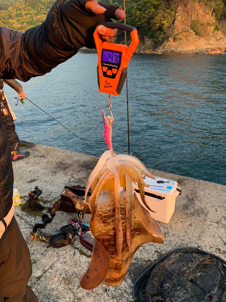 2.47キロ新記録アオリイカ^_^