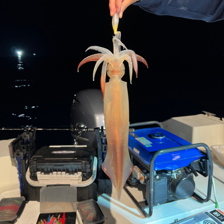 ケンサキイカ/イカメタル