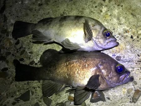 フロートメバリング