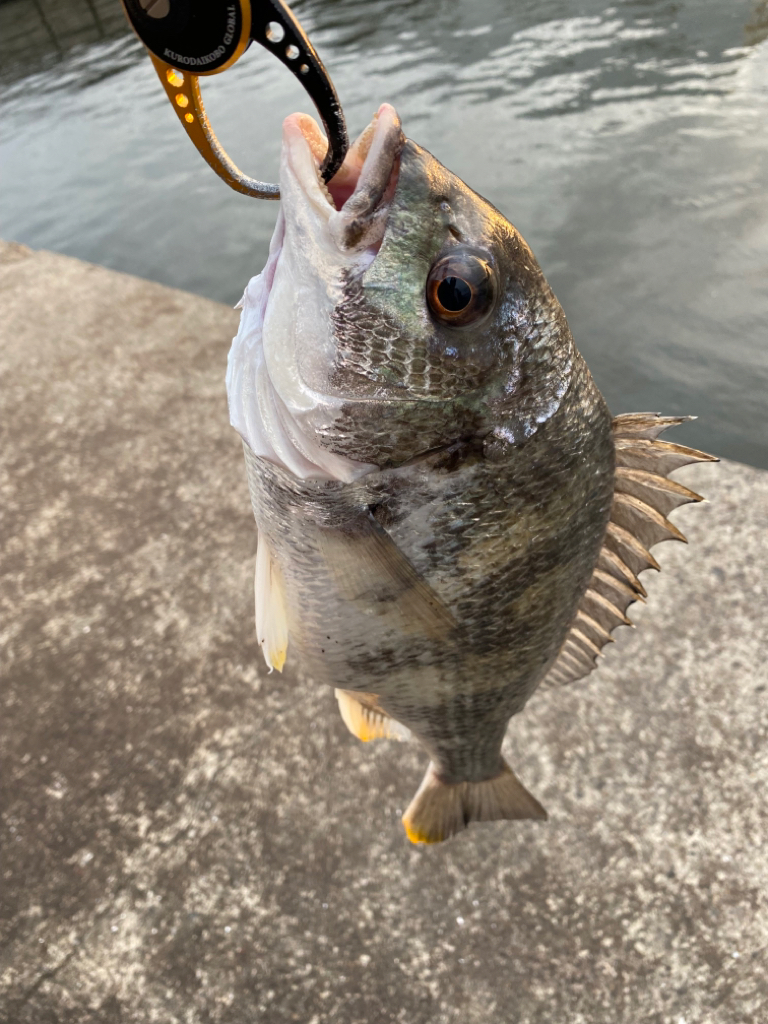 ヘチってきました