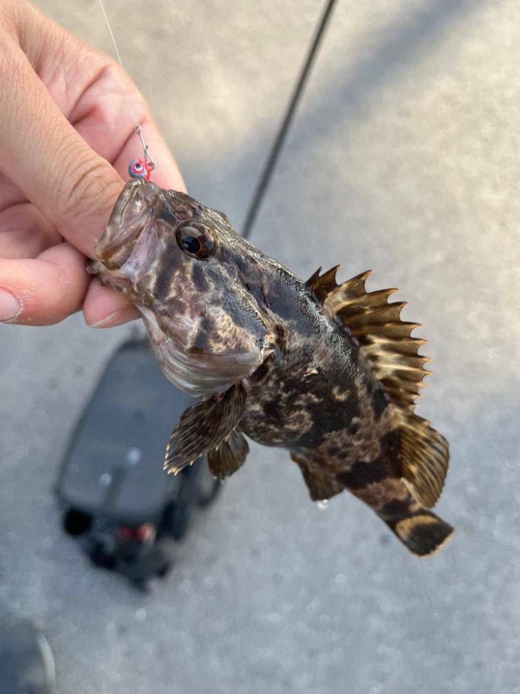 四日市、根魚祭り+1