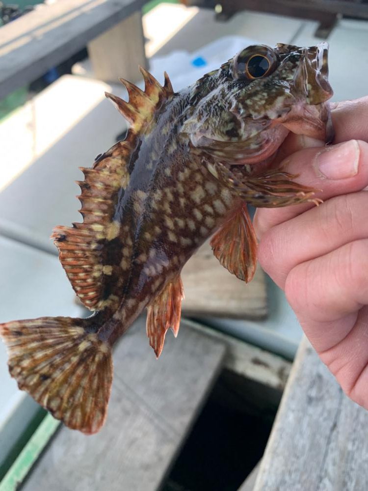 タイラバ難しい。