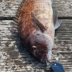 青物15分で3本GET！