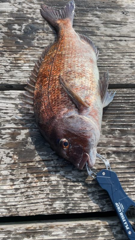 青物15分で3本GET！